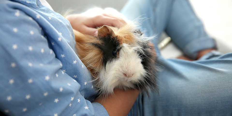 Person with guinea pig at home, closeup. Lovely pet