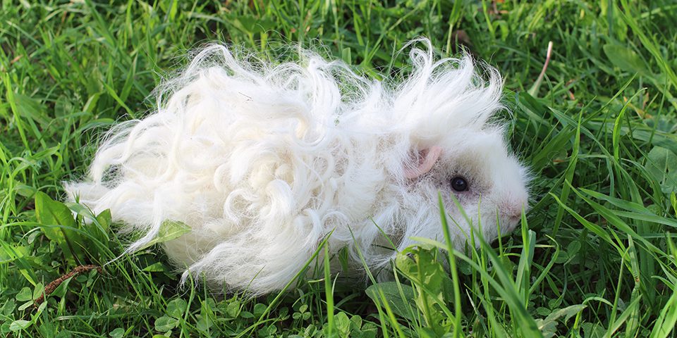 Long-haired Lunkarya guinea pig walks in the garden on the grass.