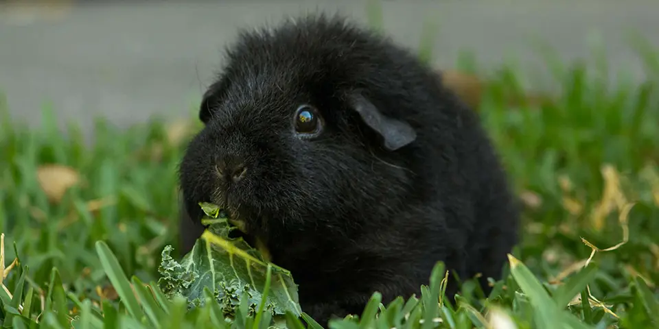 Black fur teddy guinea pig in grass eating kale