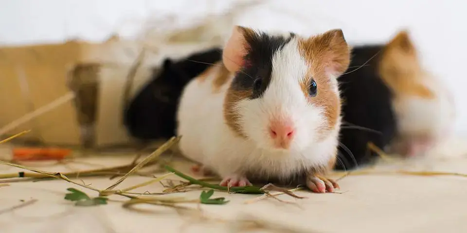 young guinea pigs in a home setting