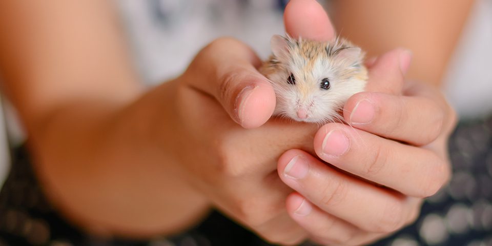 Hamster being held by a young adult