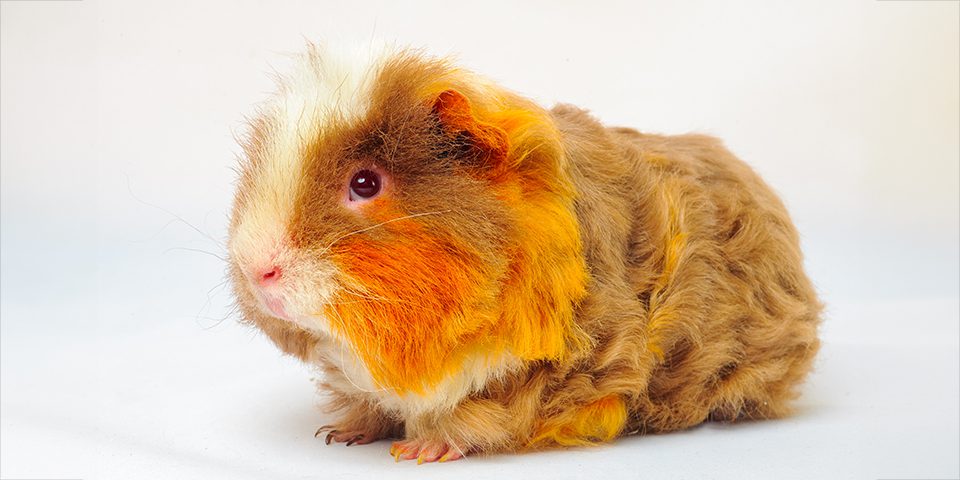 Merino guinea pig on white background