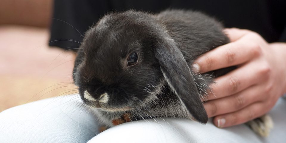 Woman petting her pet rabbit at home, close-up