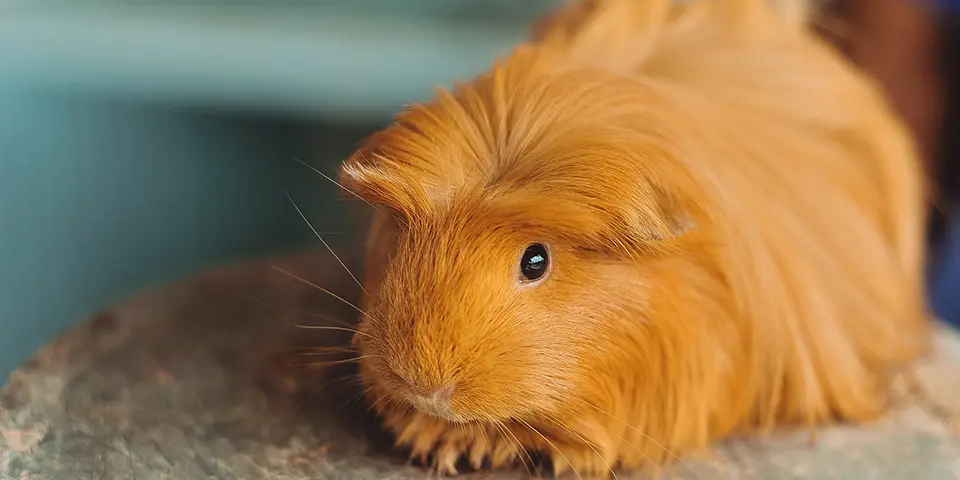 Coronet guinea pig in a home setting