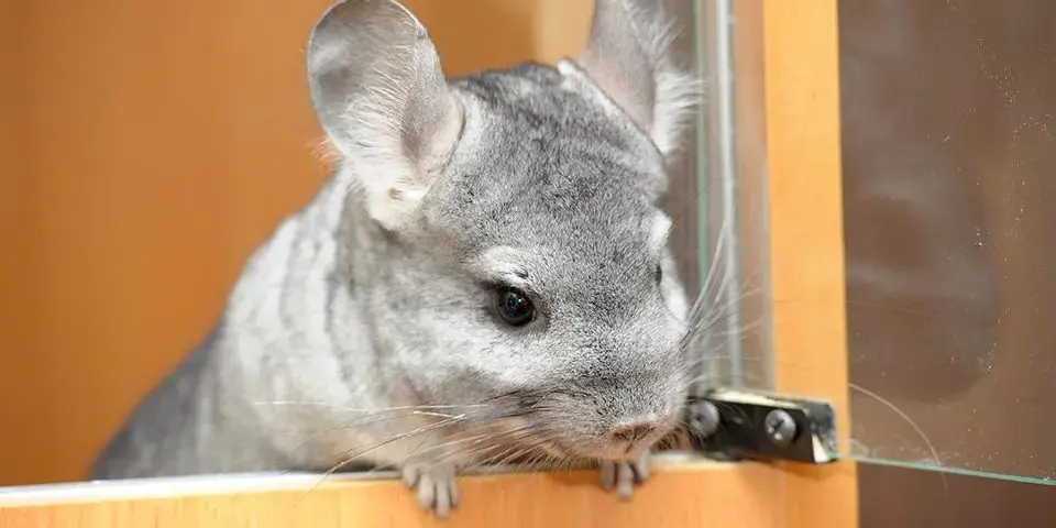 Chinchilla in a home setting