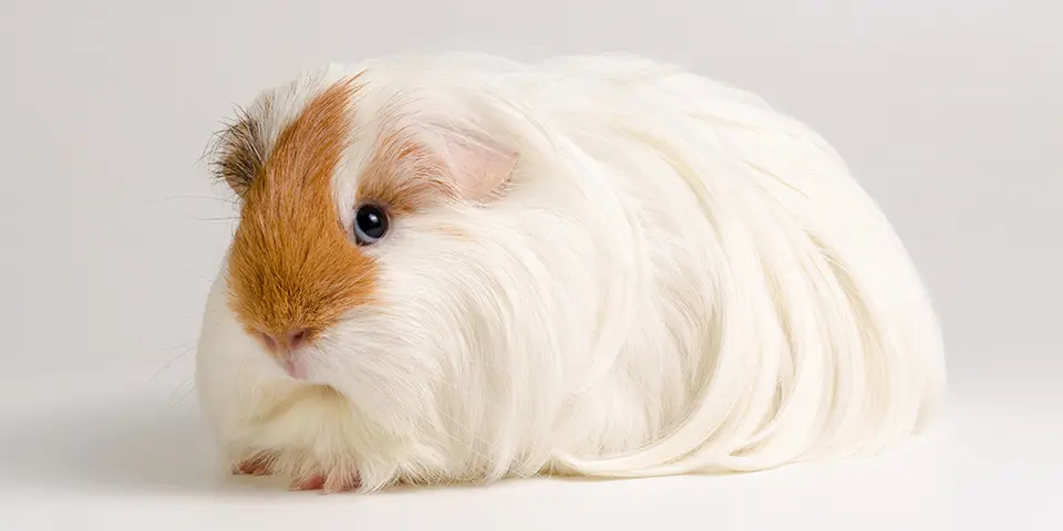 Silkie long haired guinea pig