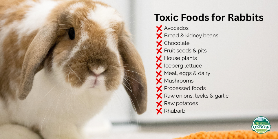 what foods rabbits cannot eat. toxic food for rabbits