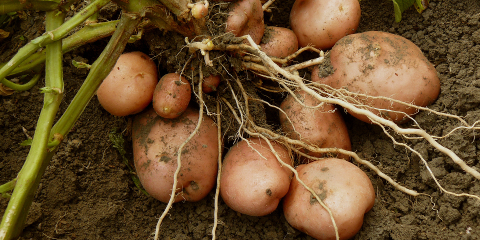 what rabbits cannot eat raw potatoes