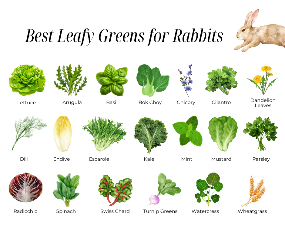 oxbow best leafy greens for rabbits