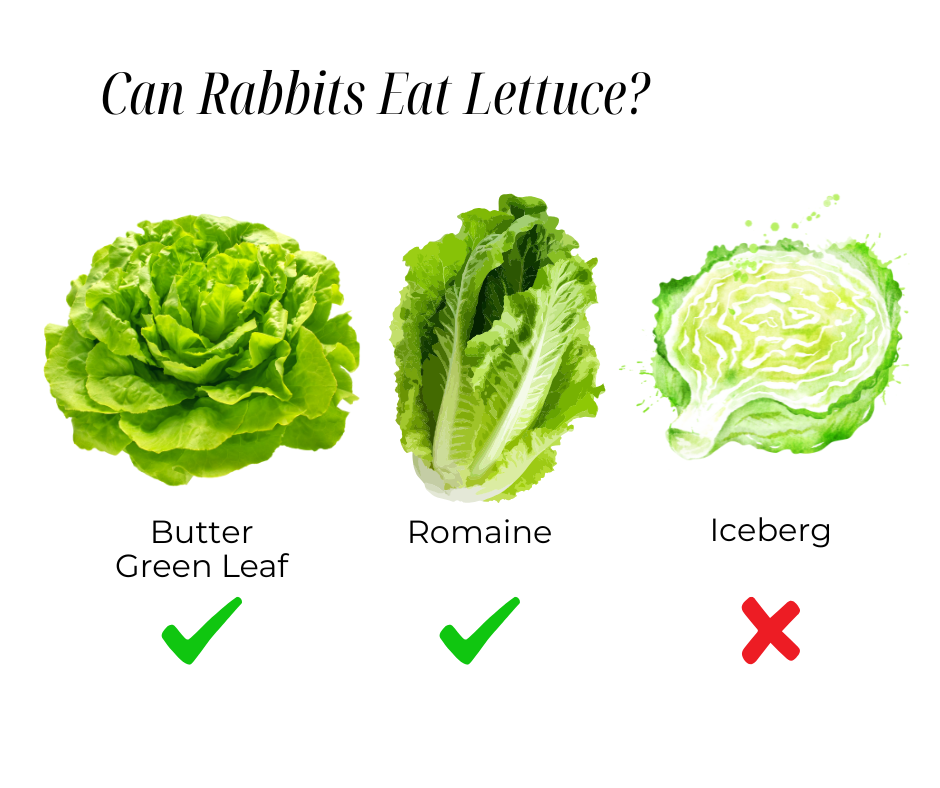 oxbow can rabbits eat lettuce