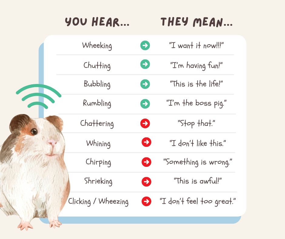 oxbow infographics guinea pig sounds