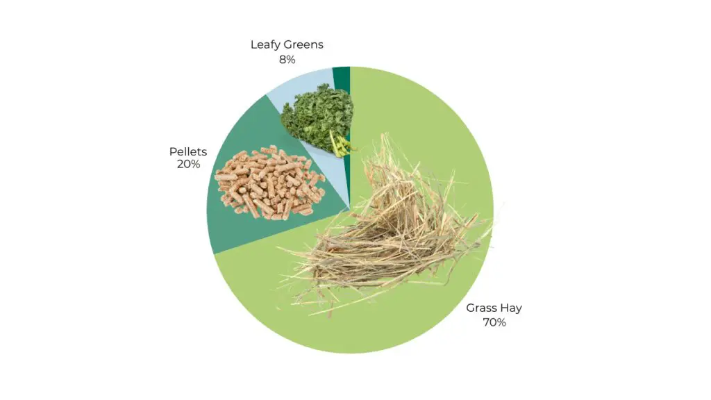 Image showcasing Foods Guinea Pigs Should Never Eat - Oxbow Animal Health