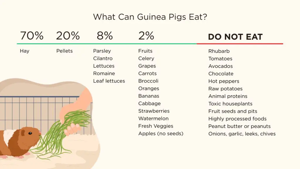 Image showcasing Foods Guinea Pigs Should Never Eat - Oxbow Animal Health