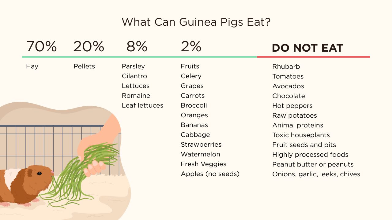 what can guinea pigs eat infographic