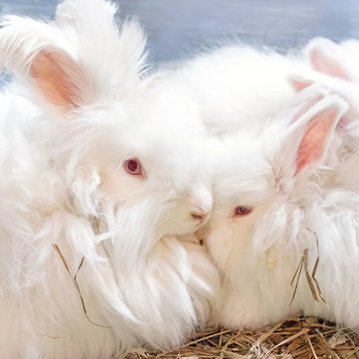 giant angora