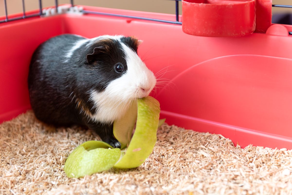 can guinea pigs eat apples