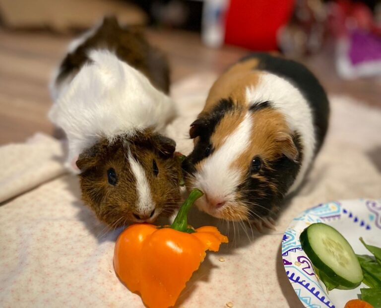 Foods Guinea Pigs Should Never Eat - Oxbow Animal Health