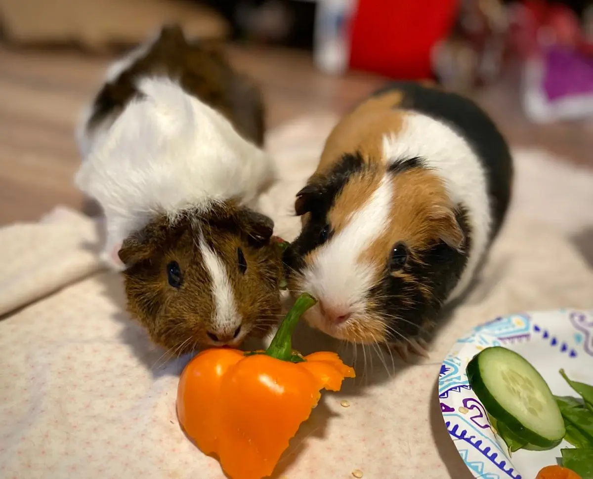can guinea pigs eat peppers