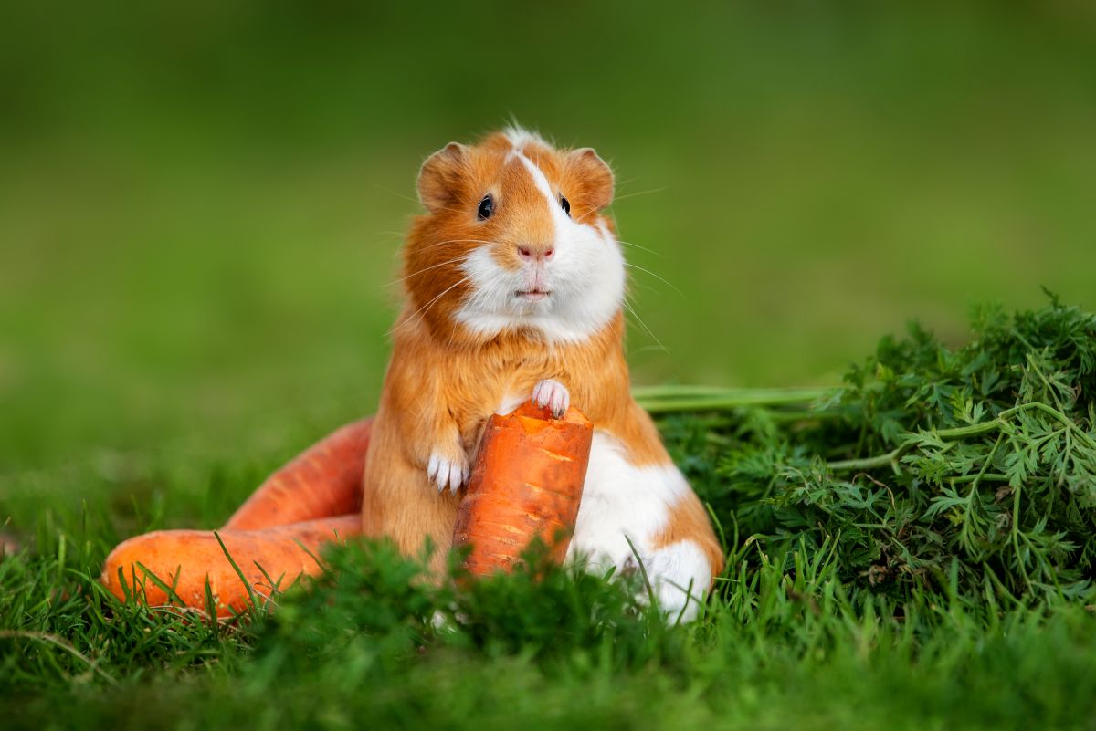 can guinea pigs eat carrots