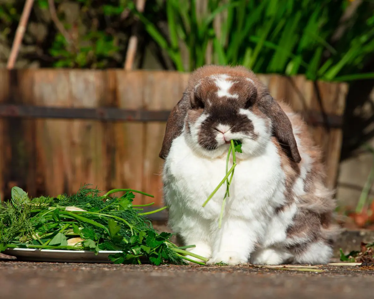 beautiful chewing rabbit