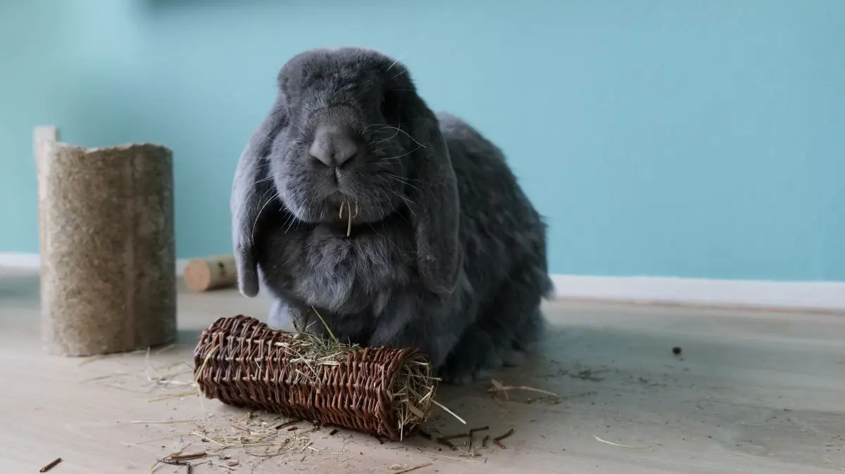 rabbit chewing toys