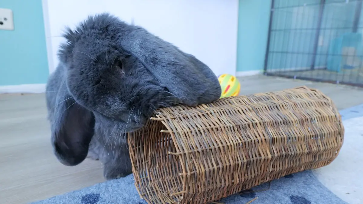 rabbit chew