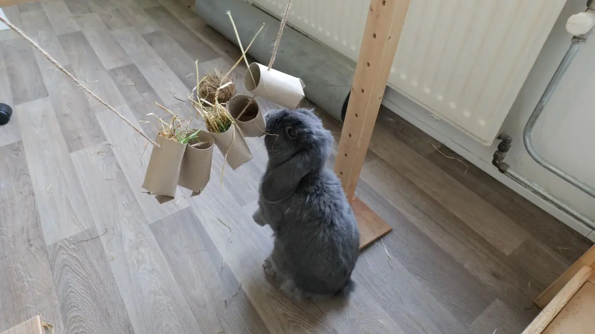 rabbit chew toys