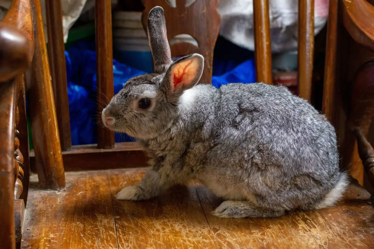 giant angora