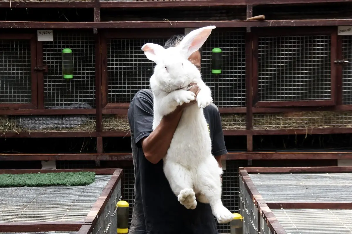 giant rabbit 1
