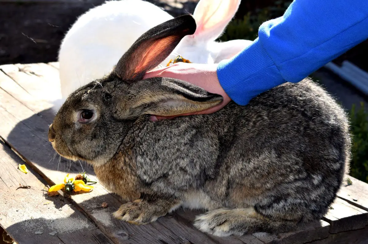 giant rabbit 2