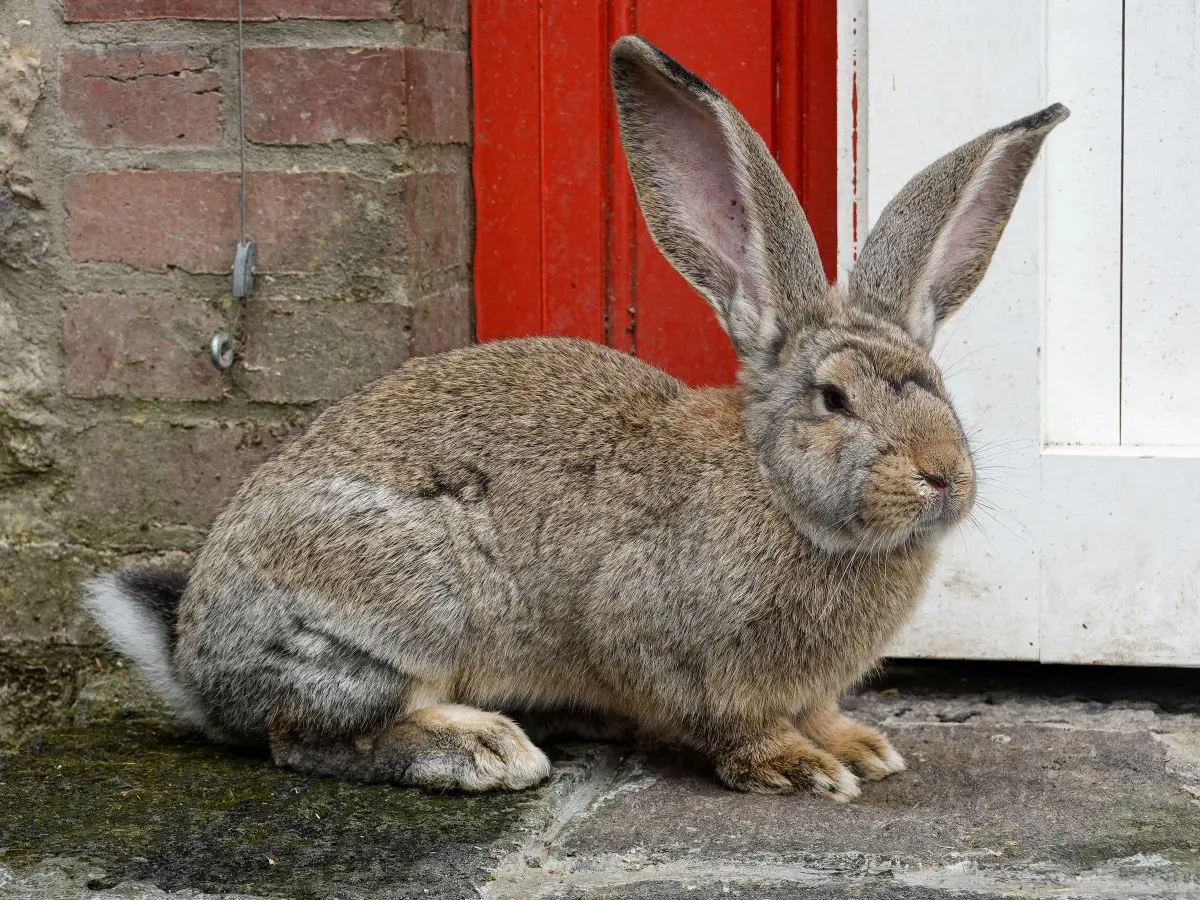 giant rabbit 4
