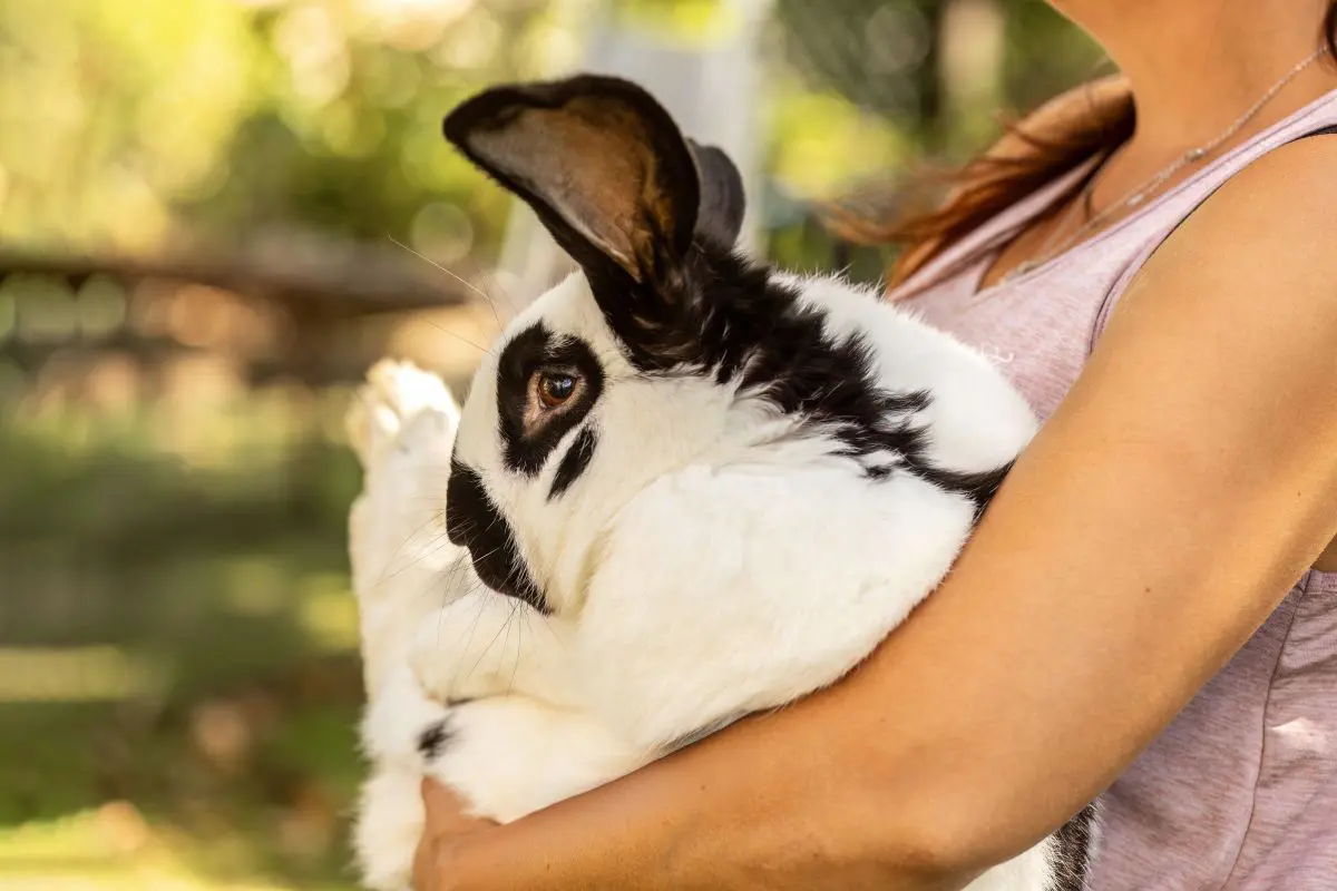 giant rabbit as a pet
