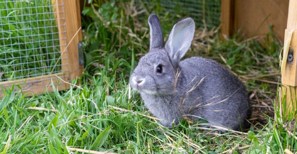 What Materials Are Safe for Rabbits to Chew? - Oxbow Animal Health
