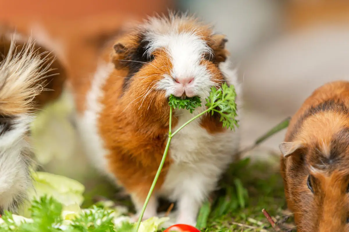 can guinea pigs eat herbs