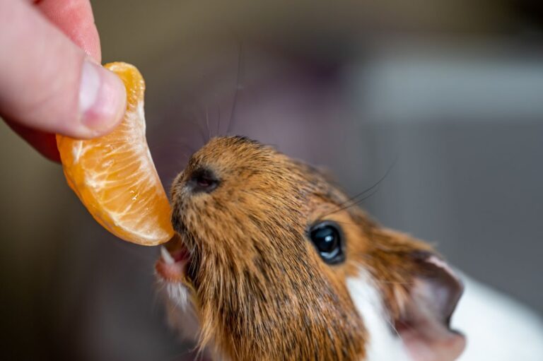 Foods Guinea Pigs Should Never Eat - Oxbow Animal Health