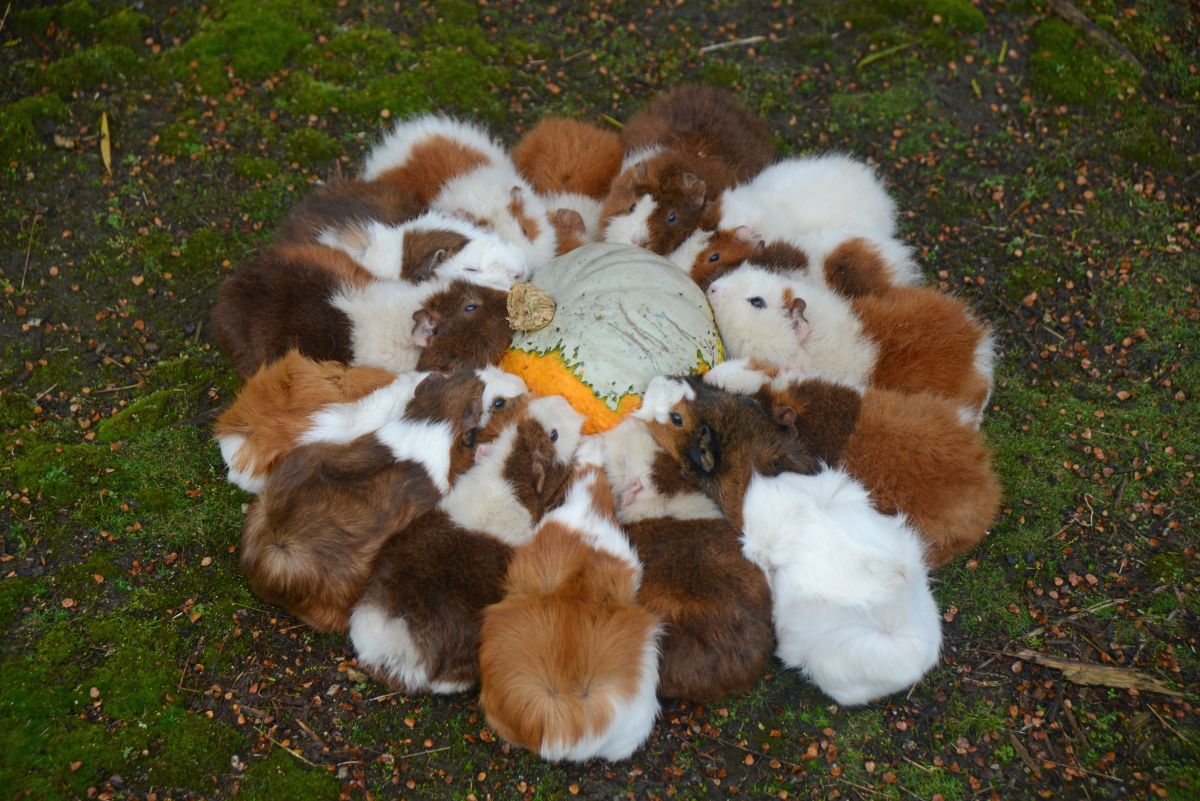 can guinea pigs eat pumpkins