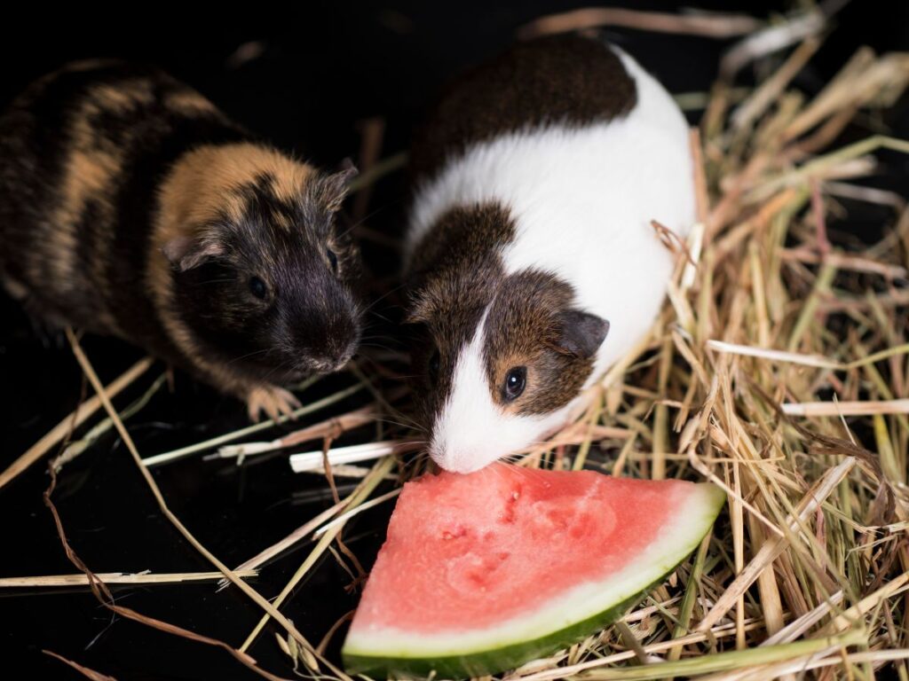 Photo inspiration: Foods Guinea Pigs Should Never Eat Oxbow Animal Health Photo Inspiration