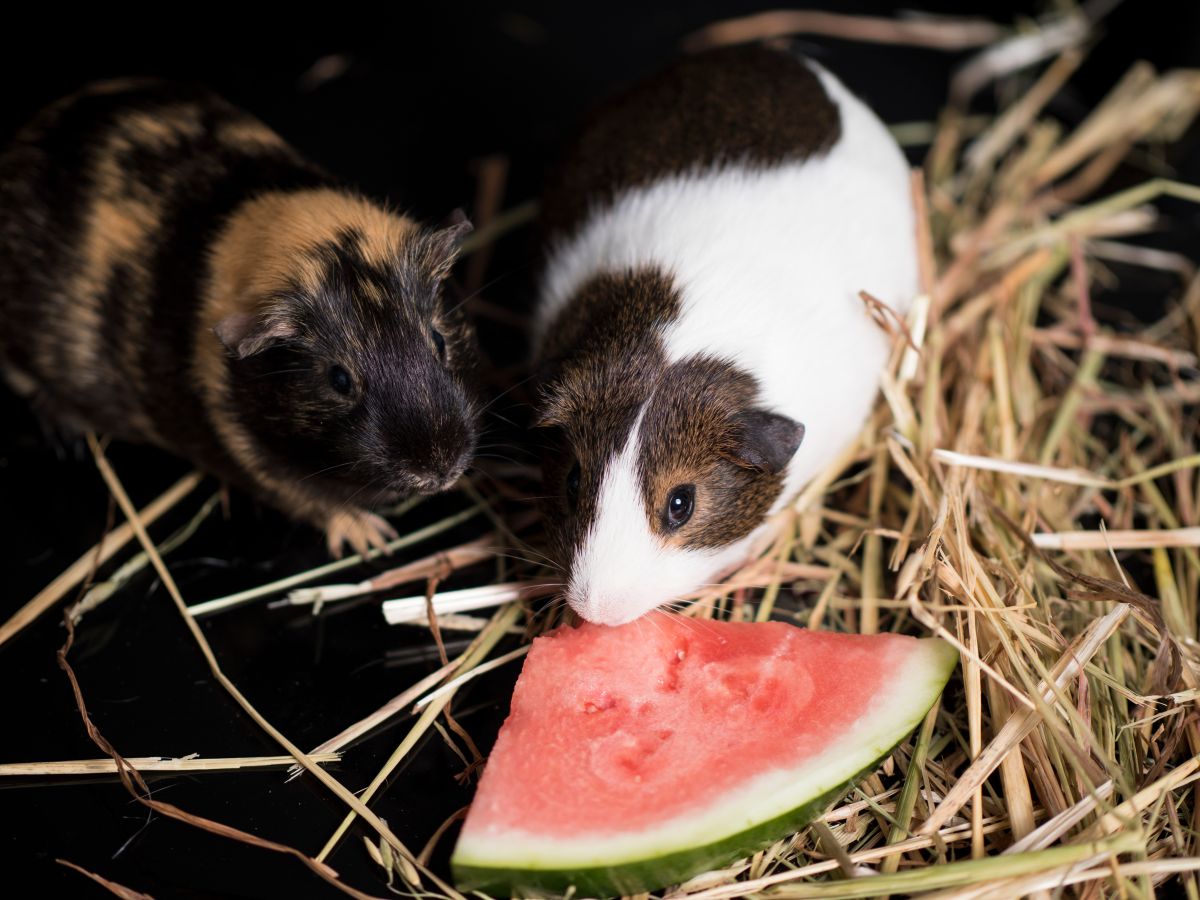 can guinea pigs eat watermelon