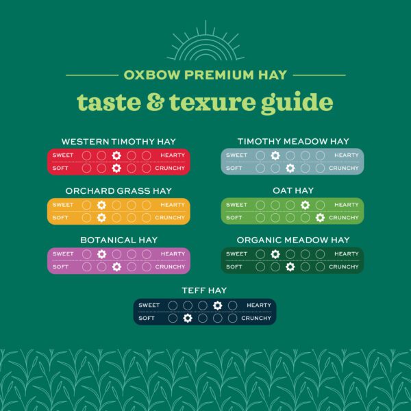 teff hay taste and texture guide
