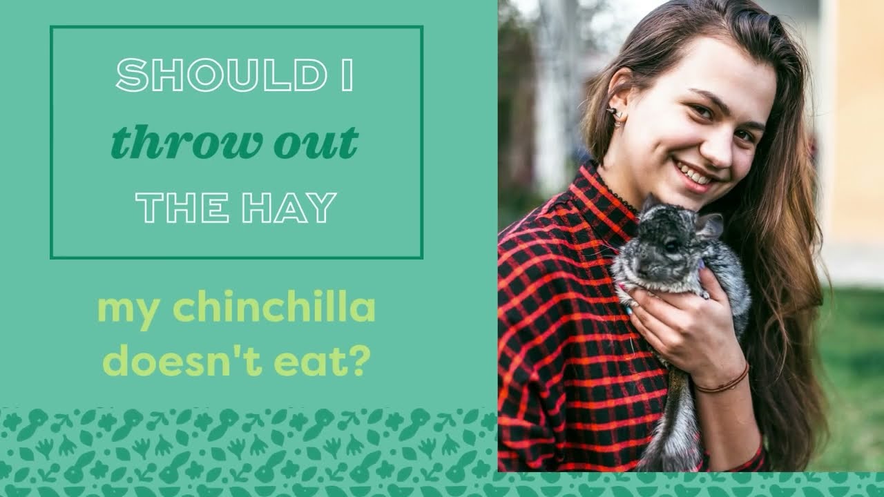 Frequently Asked Chinchilla Questions