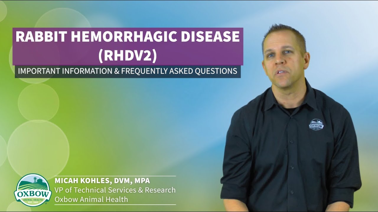 Rabbit Hemorrhagic Disease (RHDV2) What You Need to Know Oxbow