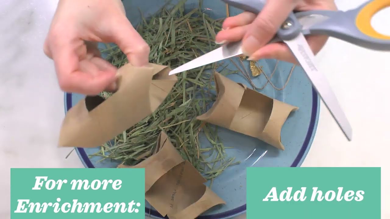 DIY Small Pet Enrichment Toys