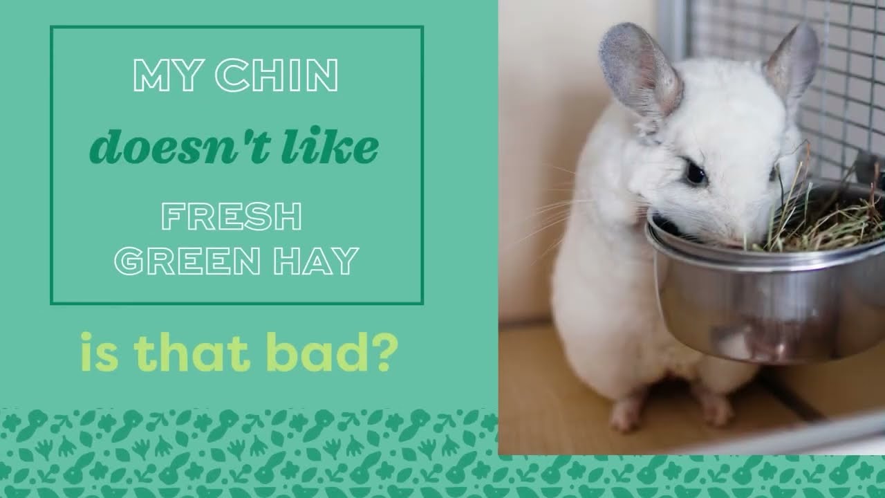Frequently Asked Chinchilla Questions